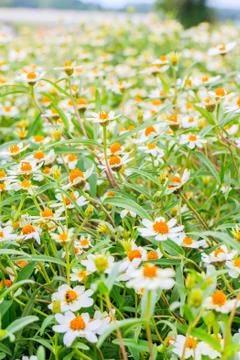 Zinnia Stock Photos