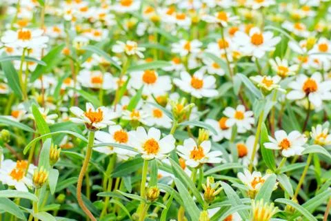 Zinnia Stock Photos