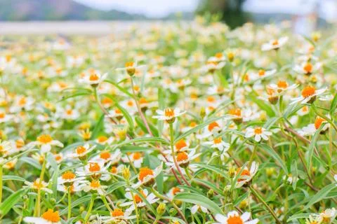 Zinnia Stock Photos