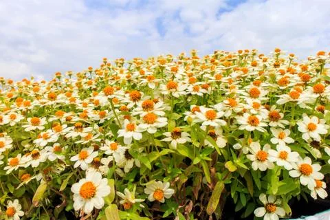 Zinnia Foto stock