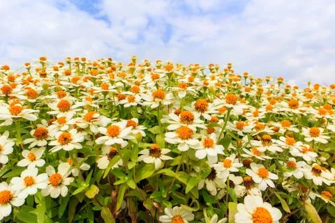 Zinnia Stock Photos