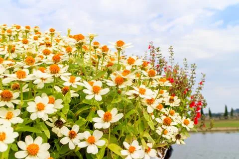 Zinnia Stock Photos