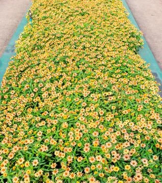 Zinnia Stock Photos
