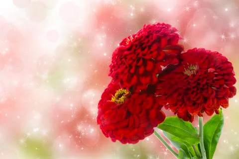 Zinnia Stock Photos