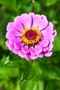 Zinnia Stock Photos
