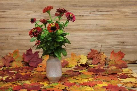 Zinnia Foto stock