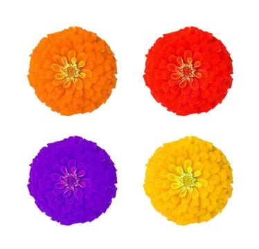Zinnia Fotos Stock
