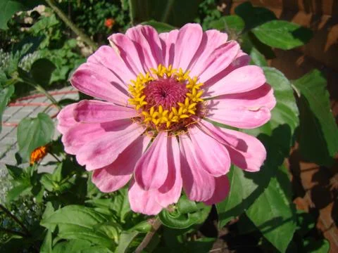 Zinnia 스톡 사진