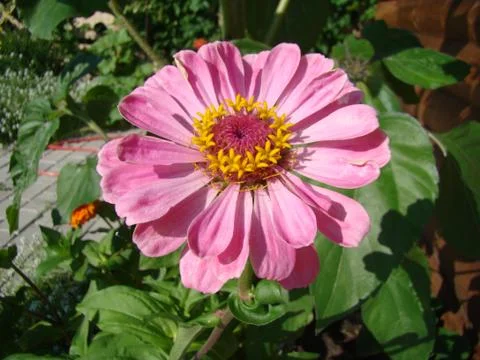 Zinnia Foto stock