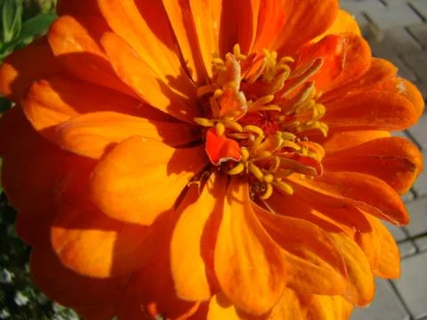 Zinnia Stock-Fotos