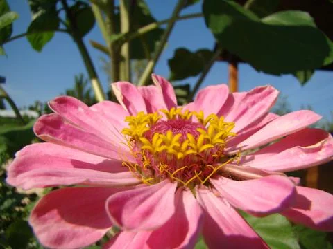 Zinnia Stock Photos