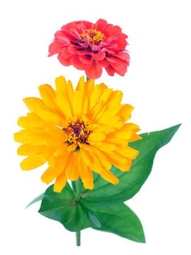 Zinnia Stock Photos