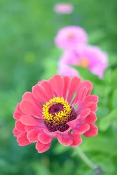 Zinnia Stock Photos