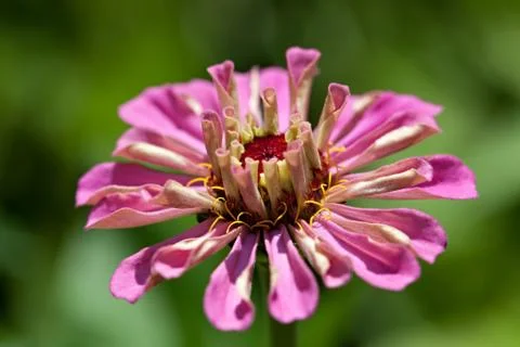 Zinnia Foto stock