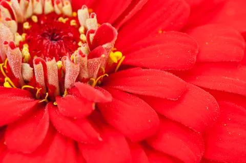 Zinnia Foto stock