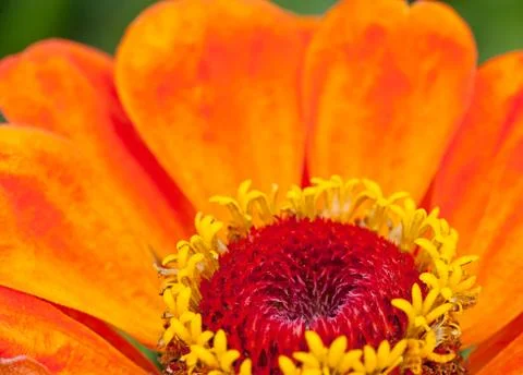 Zinnia Foto stock