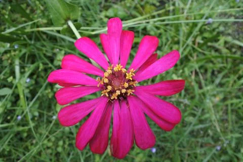 Zinnia Stock Photos