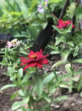 Zinnia Stock Photos