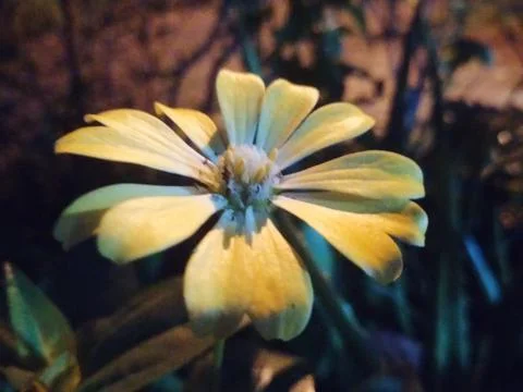 Zinnia Stock Photos