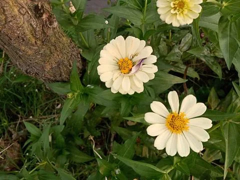 Zinnia Stock Photos
