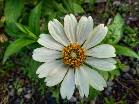 Zinnia  스톡 사진