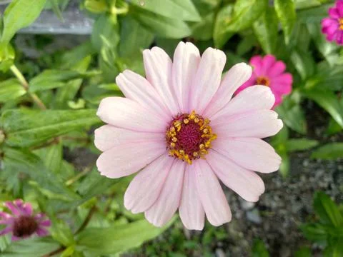 Zinnia Stock Photos