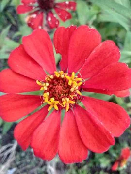 Zinnia 스톡 사진