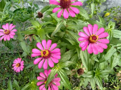 Zinnia Stock Photos