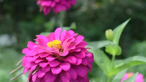 Zinnia Pink Video stock 228935012