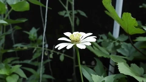 Zinnia Plant Stock Footage 194185793