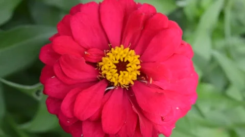 Zinnia Red Video stock 228934415