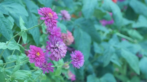 Zinnia shaking with wind Stock Footage 106913376