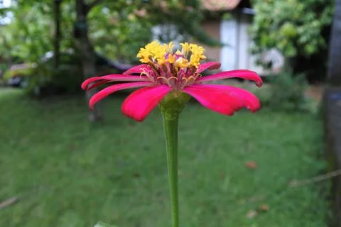 Zinnia2 Stock Photos