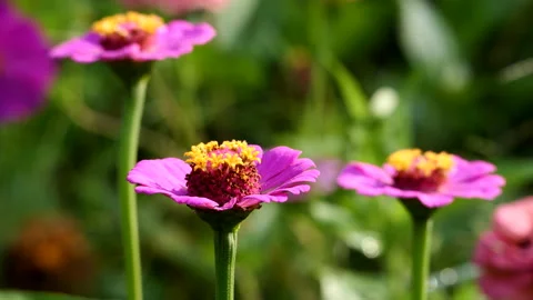 Zinnias in Bloom Stock Footage 211170539