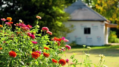 Zinnias bloom in front of a small house in Lebanon 스톡 동영상 345530557