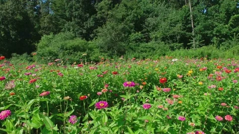 Zinnias in a farm field Stock Footage 135081925