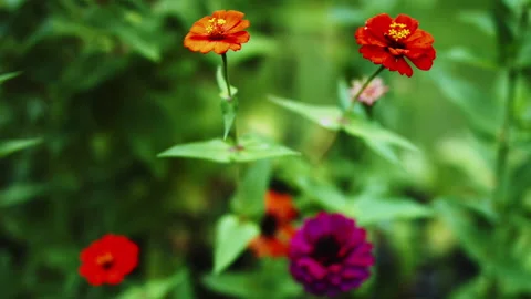 Zinnias Flowers Stock Footage 320506892