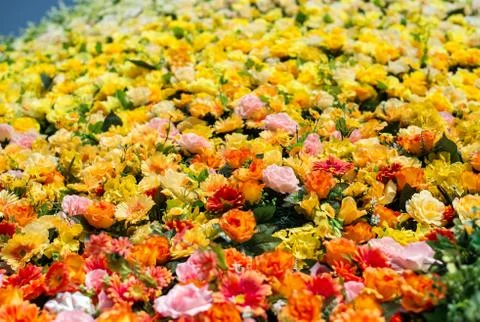 Zinnias - a large array Stock Photos