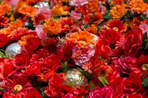 Zinnias - a large array Stock Photos