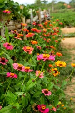 Zinnias Stock Photos
