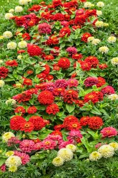 Zinnias Stock Photos