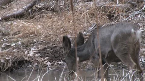 Zion elk Stock Footage 22657470