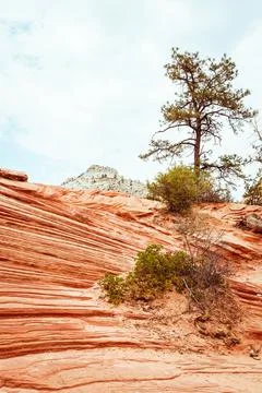Zion National Park Stock Photos