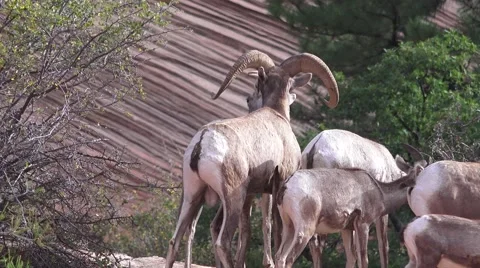 Zion National Park , Sept 2016 Stock Footage