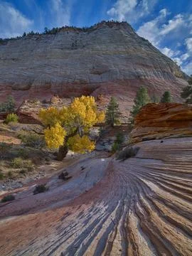 ZION N.P. IN FALL Stock Photos