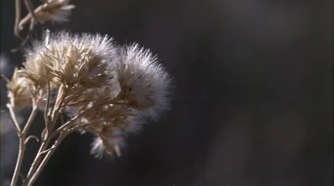 Zion2 Stock Footage 22656746