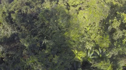 Zip line fly aver jungle 스톡 동영상 71720628