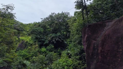 Zip liner Passing Quickly Through Dense Tropical Jungle, Seychelles 003 Stock Footage 340028974