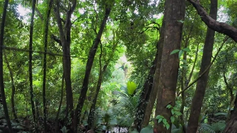 Zip liner Passing Quickly Through Dense Tropical Jungle, Seychelles 004 Stock Footage 340044372