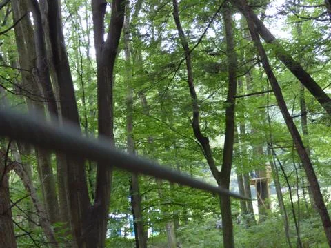 Zipline extending through forest Stockfoto's